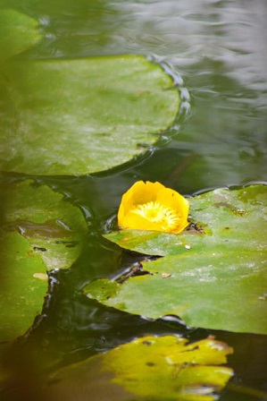 holybrook yellow flower